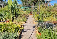 Garden Center Ses Alameras购物图片