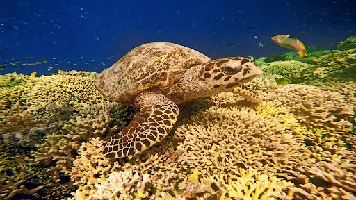 West Bali Explorer