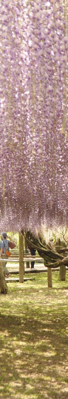 河内藤园-北九州