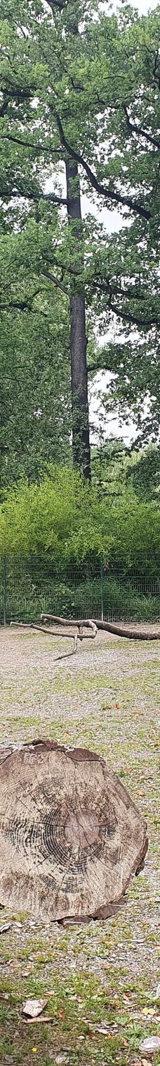 Chemnitz Zoo-开姆尼茨