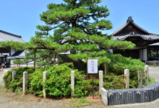 大通寺景点图片