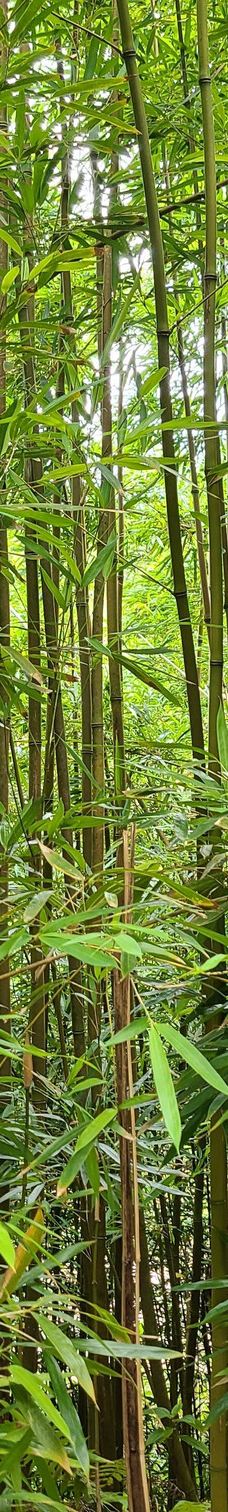 皮皮崴小径-茂宜县