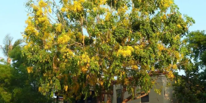 Sanibel Moorings Botanical Gardens