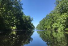 Dismal Swamp State Park景点图片