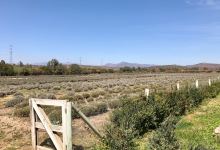 Granja Aromatica Los Aromos景点图片