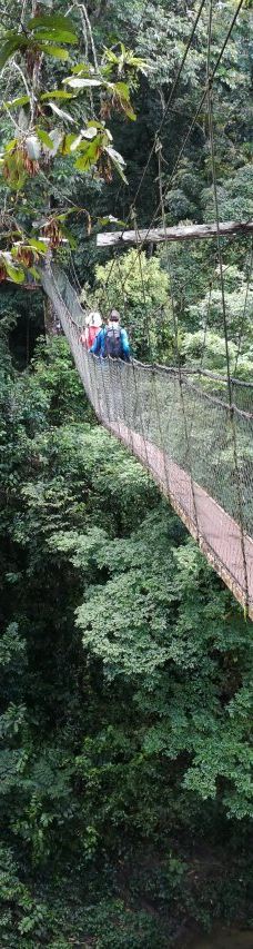 Mulu Skywalk-马鲁迪
