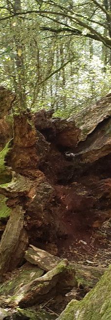 Tall Trees Walk-Mount Field