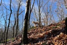 Pomeroy State Park Scenic Reserve景点图片