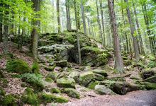 Vlčí výběh Srní (podívání zvenku)景点图片
