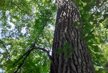 St. Anne Woods and Wetlands景点图片