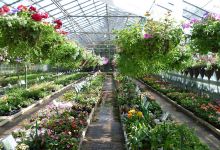 Chapel End Nursery (S. Perry)购物图片