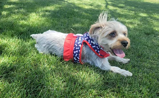 American Heroes Dog Park