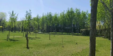 松陽河公園-銀杏林