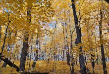 Wood-Rill Scientific and Natural Area (SNA)景点图片