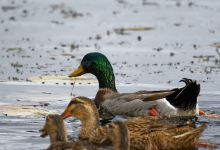 Watkins Lake State Park and County Preserve景点图片