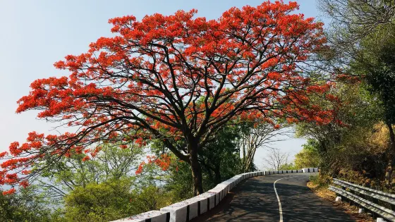 Yelagiri Hills