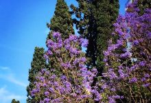 Bliss Street景点图片