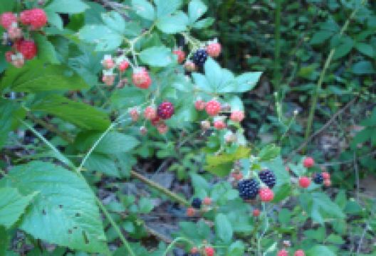 Hillsboro Trail景点图片