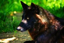 Red Wolf Sanctuary景点图片