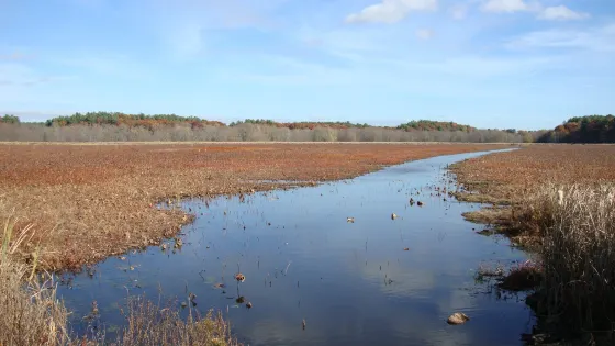Great Meadows National Wildlife Refuge