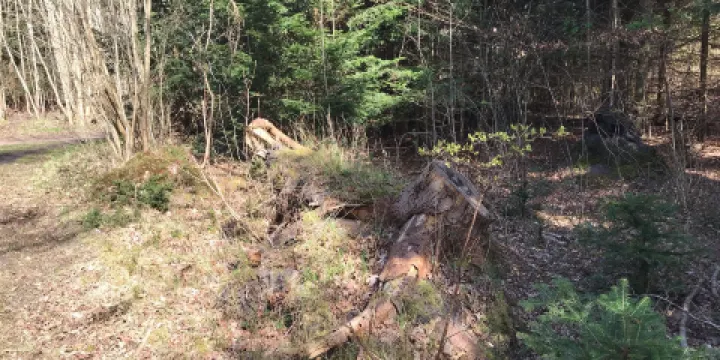 Motionsoasen i Bildsø Skov