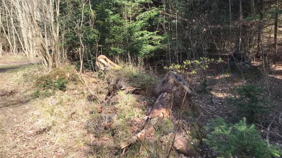 Motionsoasen i Bildsø Skov