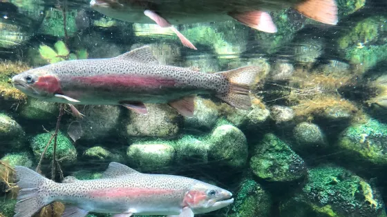 Trout Observatory