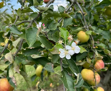 Bilpin Springs Orchard