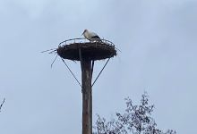 Storchennest Gillersheim景点图片