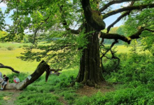 Limes-Buche景点图片