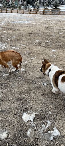 Silver Springs Off-leash Area-卡尔加里