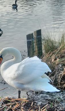 Albert Park-米德尔斯堡