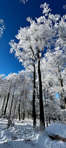 TV and observation tower-珍珠河