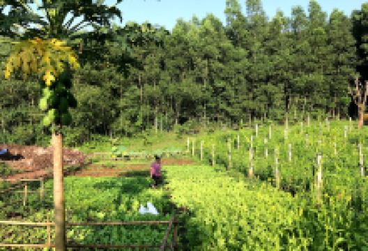 Đồi hoa vàng景点图片