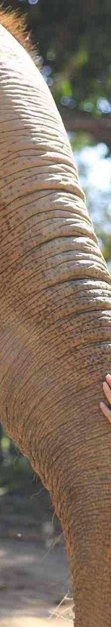 清迈大象丛林保护区-清迈-YoYo_2C8I7H5N