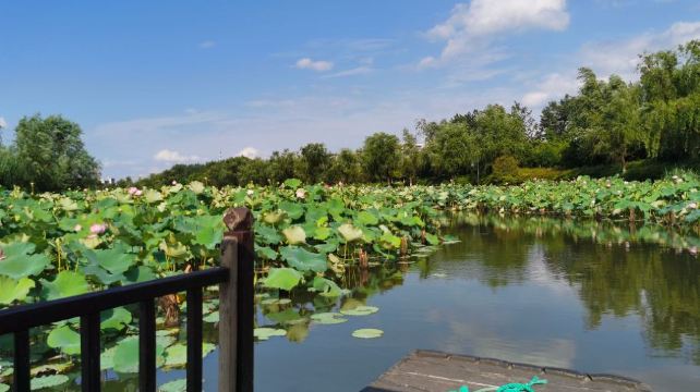 湘湖三期花海摇橹船
