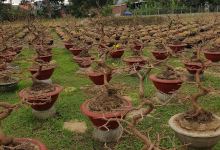 Nhà Văn Hóa Cộng Đồng Thôn Liêm Lợi景点图片