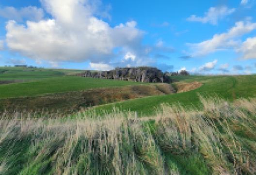 The trees of Slope Point景点图片