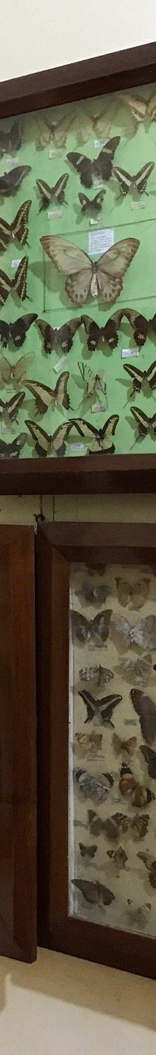 Botanical Garden of Asunción-亚松森