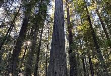 Humboldt Redwoods State Park景点图片