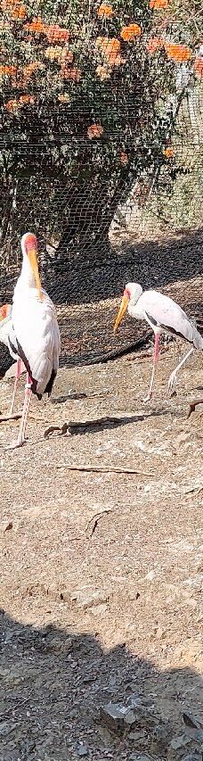 Selwo Aventura-埃斯特波纳