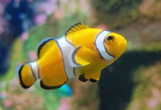 Blue Reef Aquarium Newquay景点图片