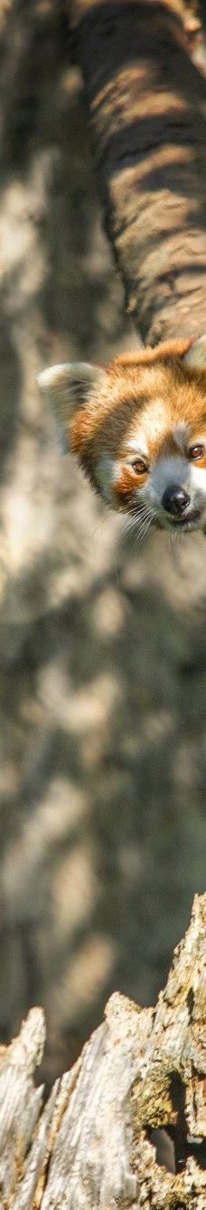 海德堡动物园-海德堡