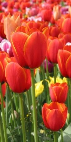 阿姆斯特丹郁金香博物馆-阿姆斯特丹