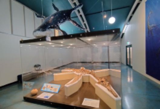 Kronosaurus Korner景点图片