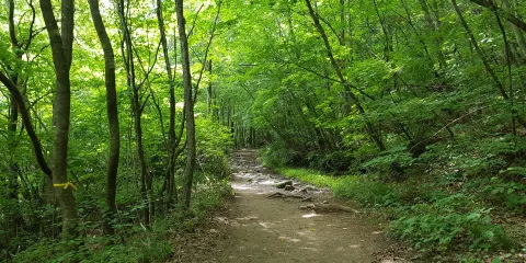 芳台山自然休養林