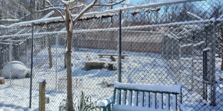 Endangered Wolf Center