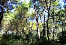 Bosco della Correggia景点图片