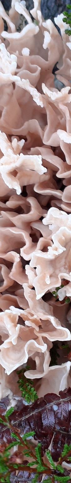 Avon Heath Country Park-圣艾夫斯