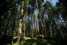 Burg Montclair景点图片